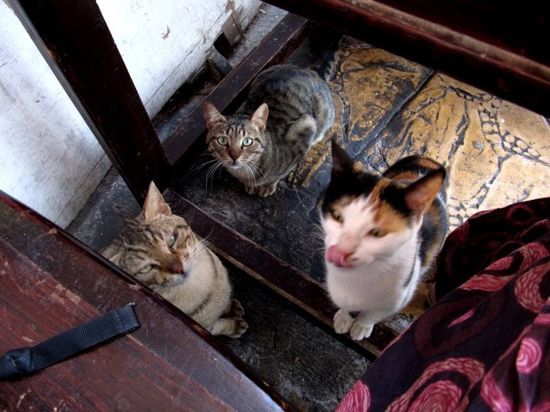 Кошки в Египте