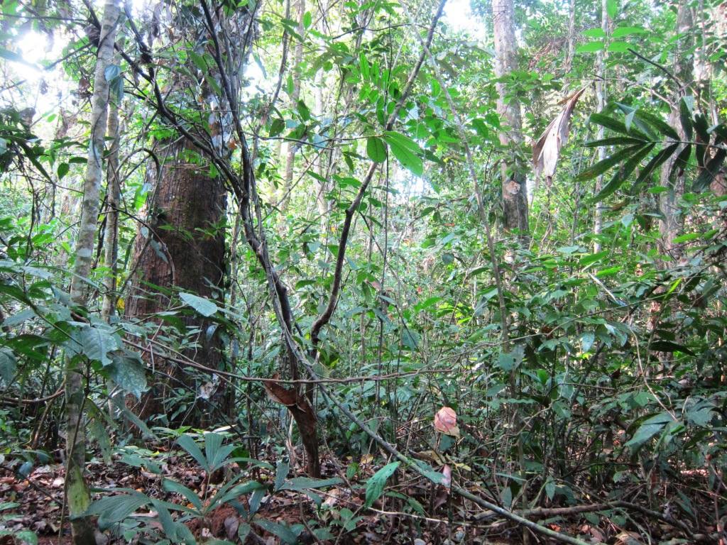 Непроходимые джунгли в Таиланде